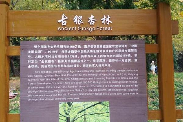 银杳命的深远意蕴与人生启示：让我们走进命理的世界