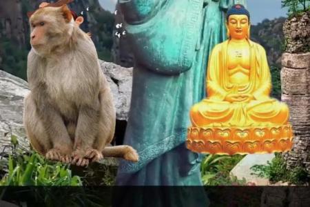 1962年属猴人的命运解析：智慧与机遇并存的精彩人生