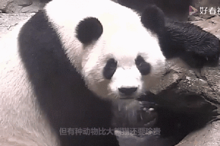 揭秘：哪些动物的命比熊猫更贵重？