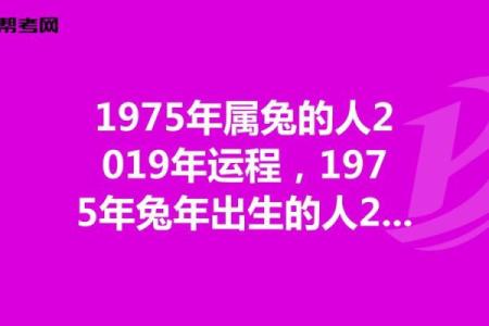 探秘六三年属兔人的命运与性格特征，一起走进兔年的神秘世界！