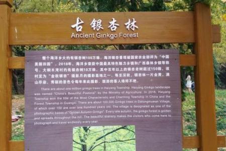 银杳命的深远意蕴与人生启示：让我们走进命理的世界