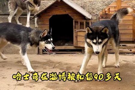 探秘一九零七年狗年人的命运与性格特点