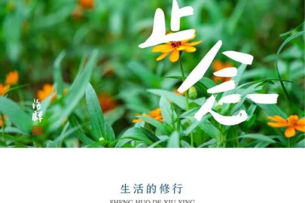 命的部首与人生哲理：点亮生命的智慧之灯