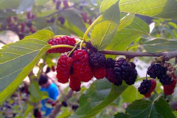 卯时木命详解：探寻卯木的特性与生活运用