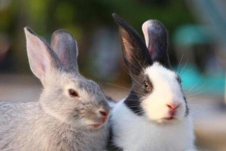 35岁兔子的命理解析：人生、机遇与幸福的关键词