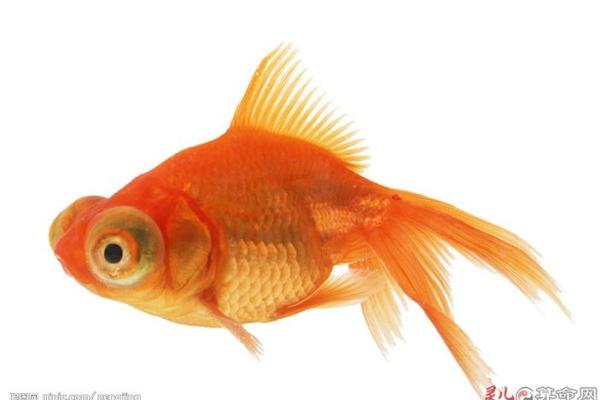 算命金鱼的命运解析：从水中看人生的奥秘