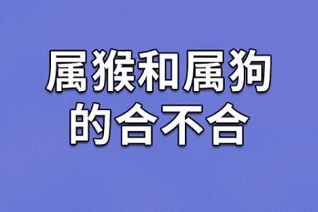 1987年属狗人的命运 风雨兼程，勇往直前的生活哲学