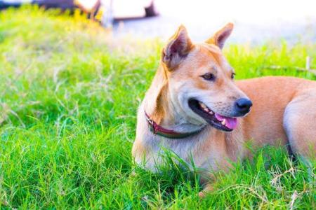 06年生肖属狗，探索狗年命理与未来运势的奇妙之旅