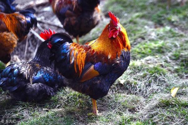 49岁鸡命运详解:在变化中绽放生活的精彩 49岁鸡命运详解:在变化中绽放生活的精彩