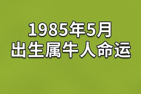 八五年出生的命运解析：了解属牛人的性格与发展之路