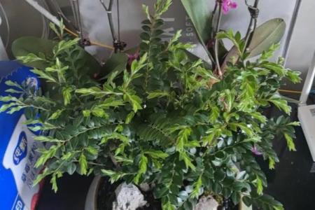 属什么命种什么花最旺，花开富贵运连连！