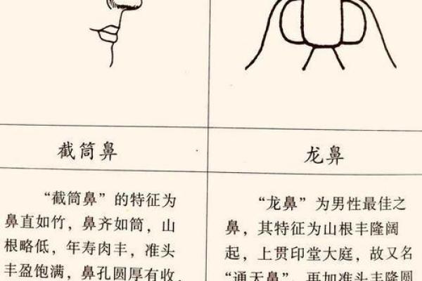 1994年出生的丑时命：命运与人生的深度解析