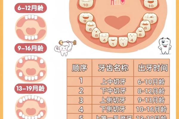 探秘牙齿的象征意义：28颗牙齿与命运的奥秘