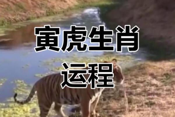 1986年老虎属虎人的命运与性格探讨