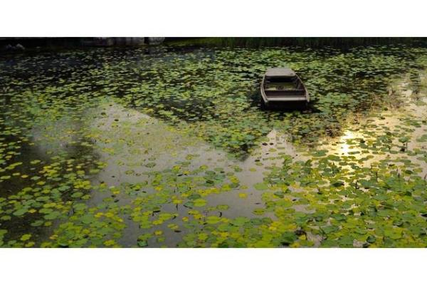 探讨浮萍命象:女性命运的多样性与启示 探讨浮萍命象:女性命运的多样性与启示