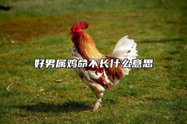 70年是什么鸡，是什么命——探秘鸡年命运与性格的奥秘