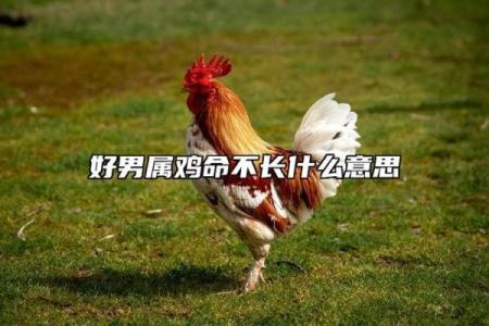 70年是什么鸡，是什么命——探秘鸡年命运与性格的奥秘