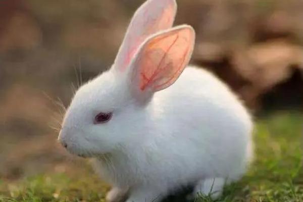 48岁兔子的命运揭示：如何把握人生的转机与财富机遇