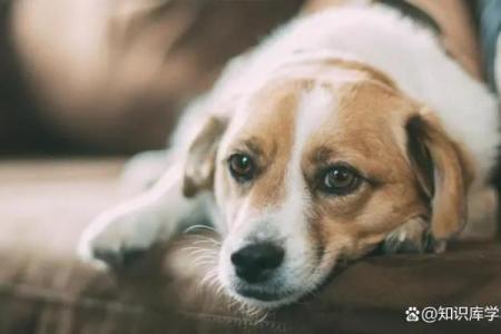 69属狗人的命运与性格分析：揭示命理真谛