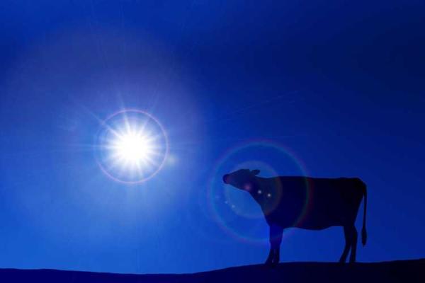 探索养命之源：属相与健康的神秘联系