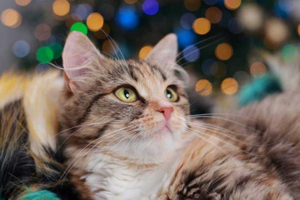 39岁属猪人的命理揭秘：事业与感情的双重挑战与机遇