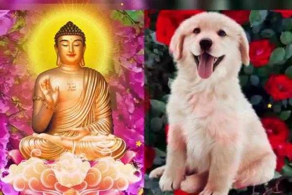 58年出生的人属狗，他们的命运与性格有何特殊之处？