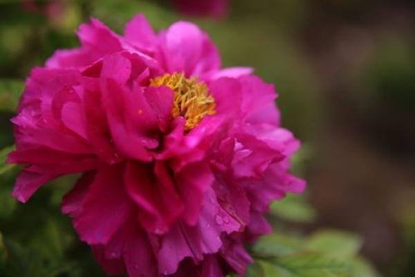 探寻富贵与美丽的女命特征:如何拥有钱与颜的双重幸福 探寻富贵与美丽的女命特征:如何拥有钱与颜的双重幸福