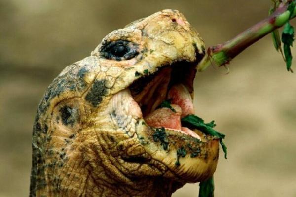 探寻动物界的长寿之谜:海龟的惊人寿命与生活方式 探寻动物界的长寿之谜:海龟的惊人寿命与生活方式