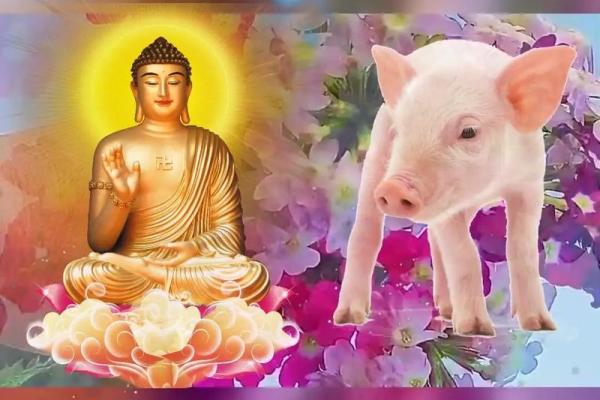 1995年出生的属猪人：性格、命运与未来的探索