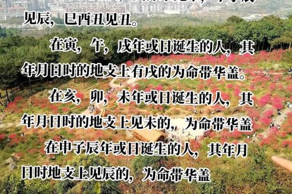 探秘紫薇文昌：命理中智慧与机遇的结合