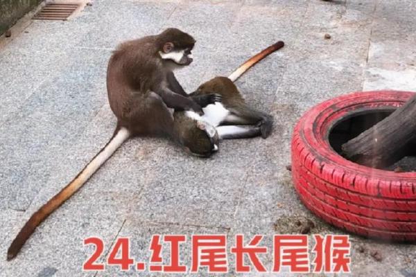 解命与生肖：揭示你内心的动物精灵