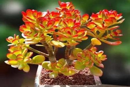 根据命理选择花卉，提升幸福与气质的秘诀