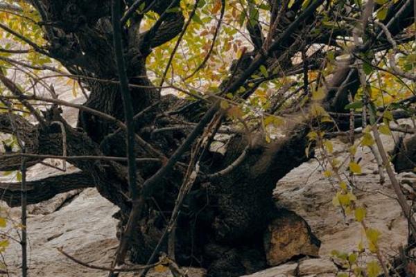 桃树下扎根:生命的韧性与成长之旅 桃树下扎根:生命的韧性与成长之旅