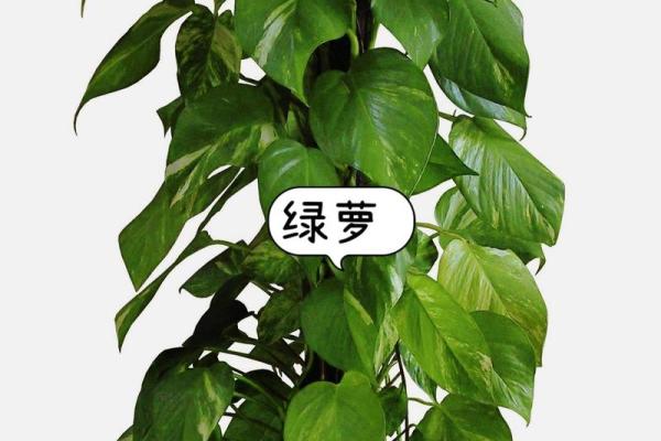 火命家庭适合养什么植物及其风水影响