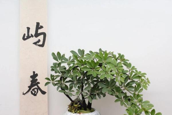 火命家庭适合养什么植物及其风水影响