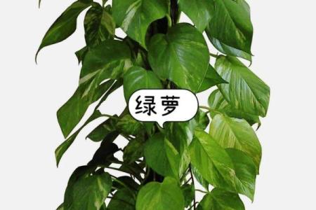 火命家庭适合养什么植物及其风水影响