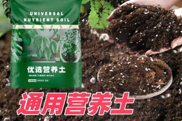 如何选择适合金命人的植物，让生活更添生机与财富