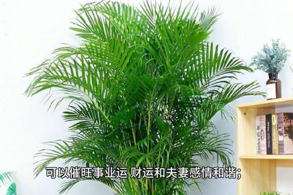 土狗与木命：探索生命中五行的和谐之道