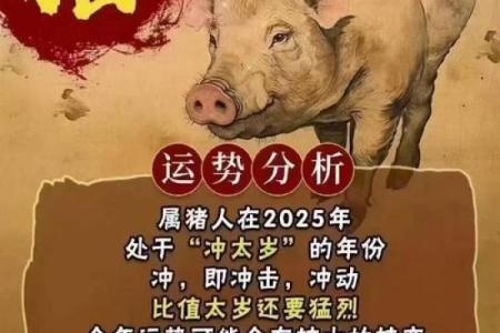 属猪53岁是什么命？揭秘属猪人的命运与性格特征！