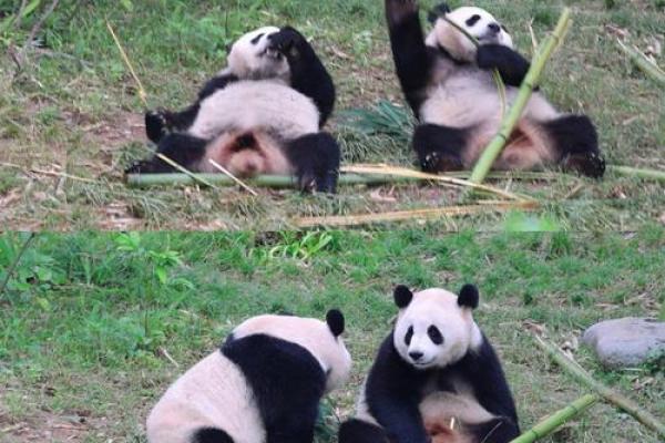 探秘熊猫命族：一个充满热情与保护的组织