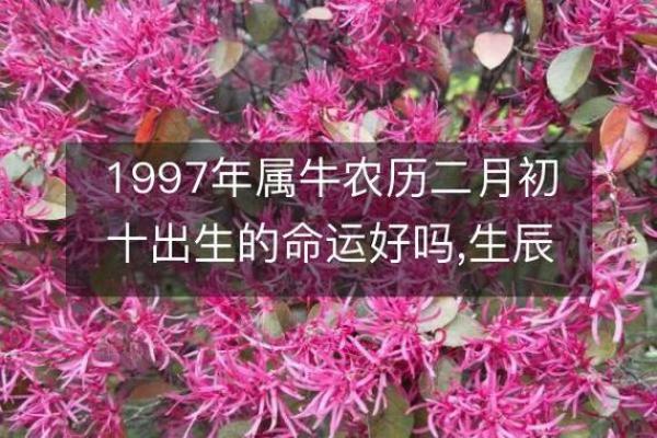 1997年出生：牛牛的命运与性格探讨