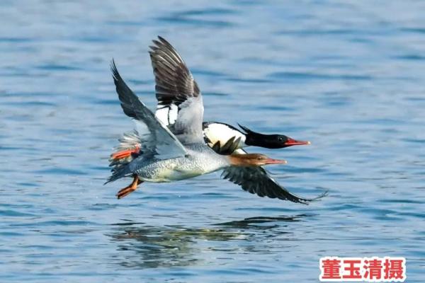 探秘大自然的奇妙世界,体验人与自然的和谐之美 探秘大自然的奇妙世界,体验人与自然的和谐之美