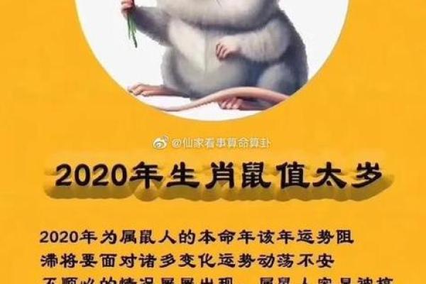 属什么的人都是什么命，揭示生肖与命运的奇妙关系