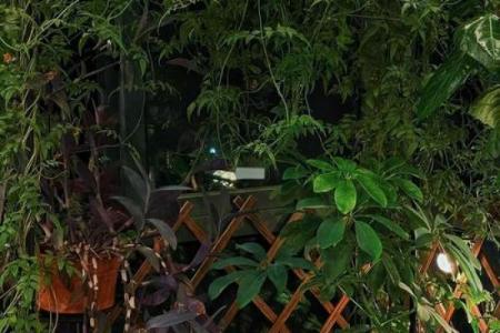 金命家庭适合放置的植物，让你家居生机勃勃！