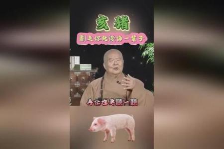 猪年出生的人，命运解析与生活智慧探讨