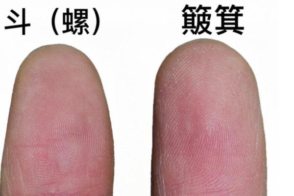 探秘指纹无簸箕的人生含义与命运解析