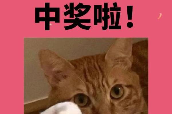 命运与运气:什么人什么命才能在彩票中中奖? 命运与运气:什么人什么命才能在彩票中中奖?