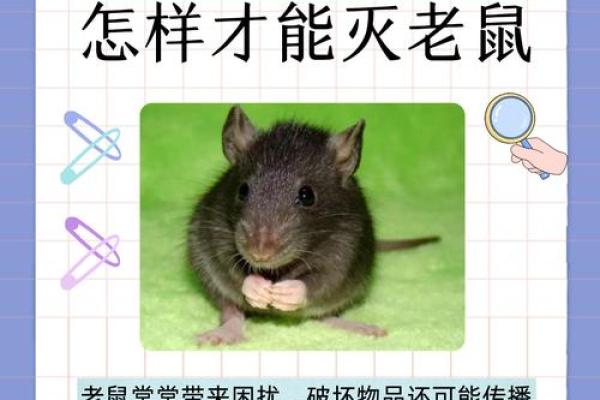 命苦的老鼠：一生的挣扎与希望