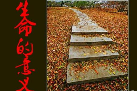 命是盛：探讨生命的意义与价值的深度思考