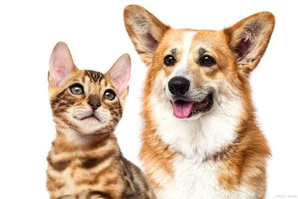 嗜猫如命，爱狗如同：探索人与宠物的奇妙关系